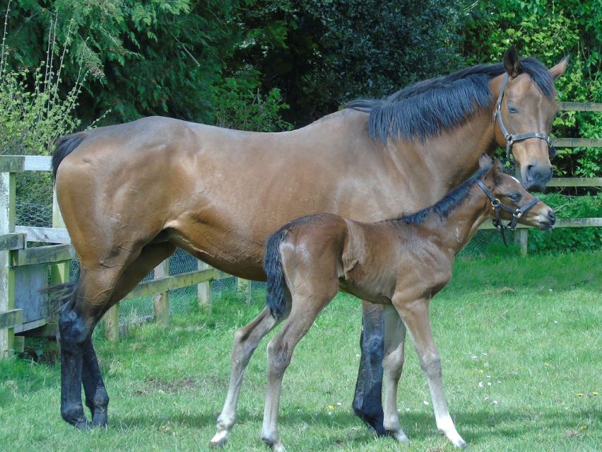 2024 filly by Cracksman